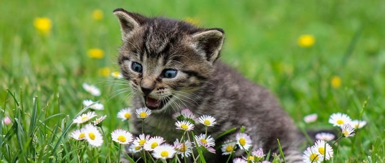 pourquoi les chats disparaissent